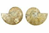 Cut & Polished, Crystal-Filled Ammonite Fossil - Madagascar #283397-1